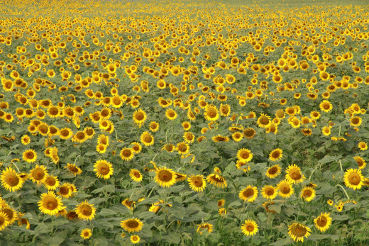 537726 (a): :1920x1280